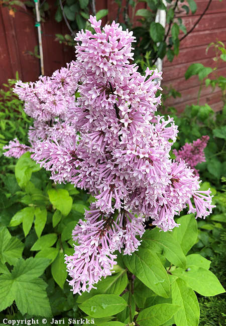 Syringa Preston-Ryhm 'Elinor', isabellansyreeni